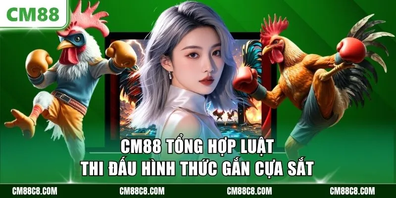 CM88 tổng hợp luật thi đấu hình thức gắn cựa sắt