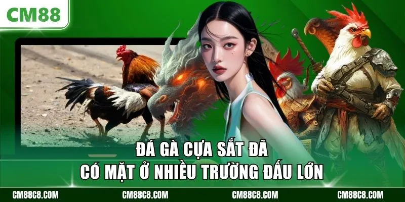 Đá gà cựa sắt đã có mặt ở nhiều trường đấu lớn