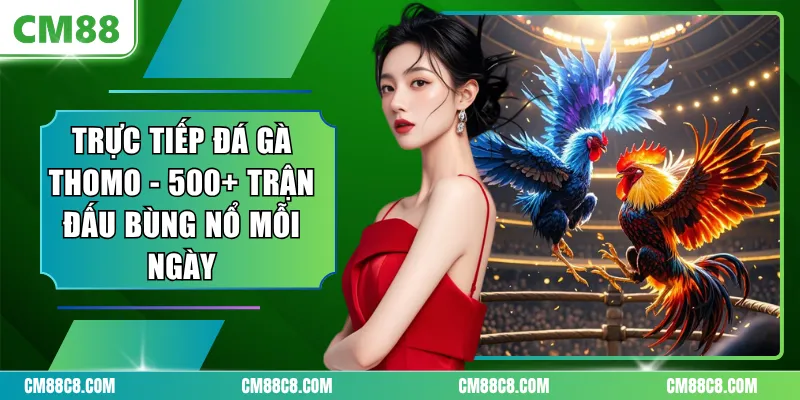 Trực Tiếp Đá Gà Thomo